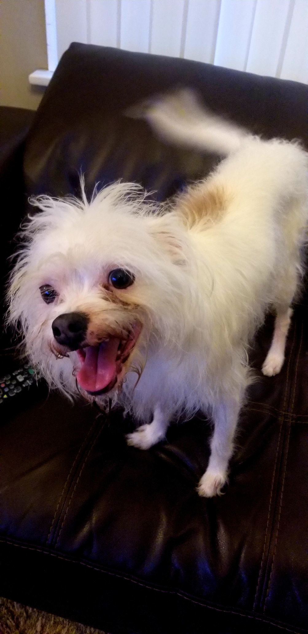 Gizmo